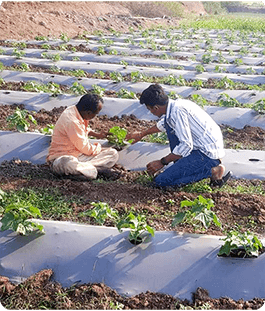Organic Farming
