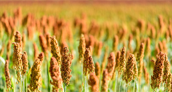 A rags-to-riches story