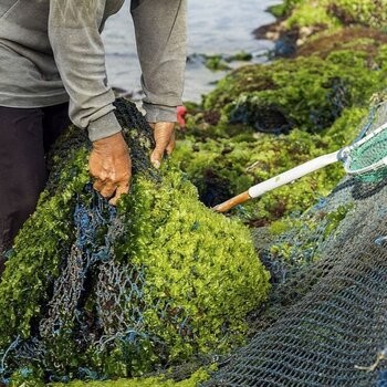 Buy Dae Chun Gim Roasted Seaweed Nori Snack - Wasabi Online at