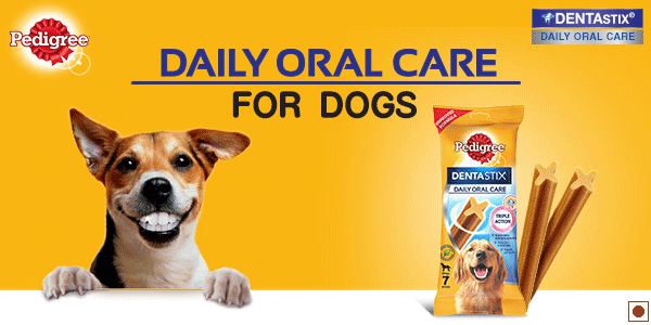 Teeth Dog On Pedigree Commercial Breed Buy Pedigree Dentastix Dog