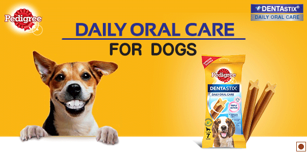 Buy Pedigree Dentastix Dog Oral Care Medium Breed 720 gm Online - Main Image