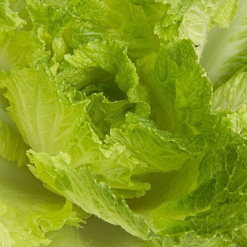 Fresho Chinese Cabbage, 500 g  