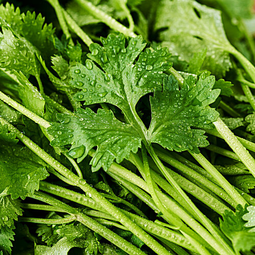 fresho! Coriander Leaves, 100 g  Contain Minimal Aroma