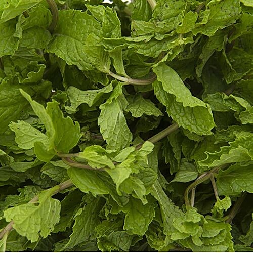 Fresho Mint Leaves, 100 g  
