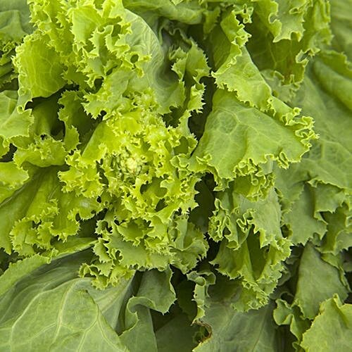 Buy Fresho Lettuce Green 1 Kg Online at the Best Price bigbasket