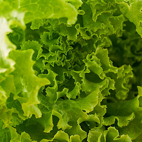 fresho! Lettuce - Green, 1 kg  