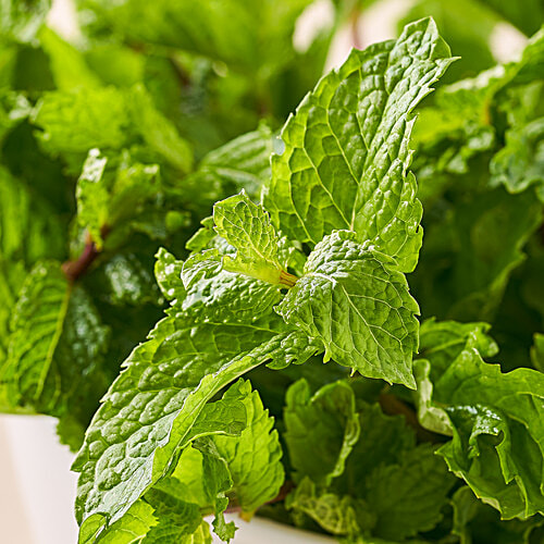 fresho! Mint Leaves - Cleaned, without roots, 1 kg  Medical Qualities