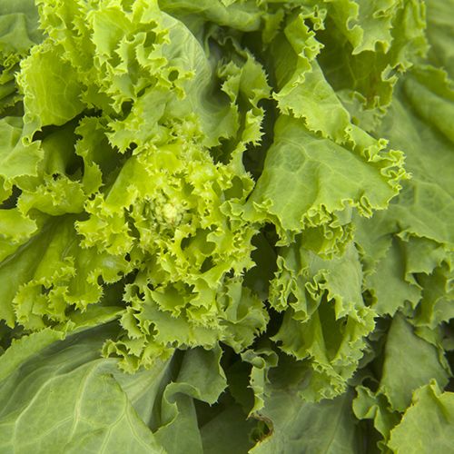 Fresho Lettuce - Green, 70 to 100 g (Bunch)  