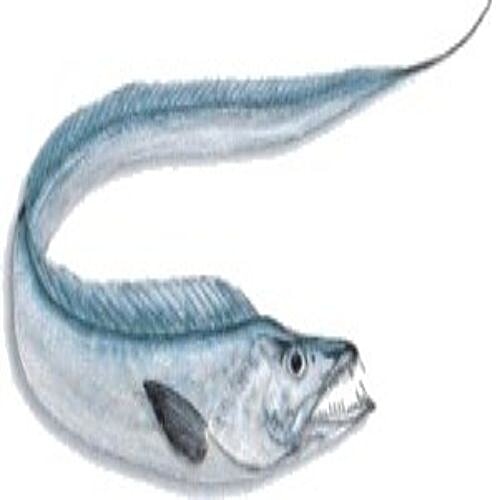 Buy fresho! Ribbon Fish (Small) Cleaned & Whole Online at Best Price