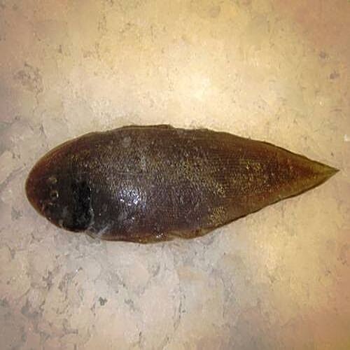 Buy Fresho Sole Fish 2 Pieces 500 gm Online at Best Price. of Rs null