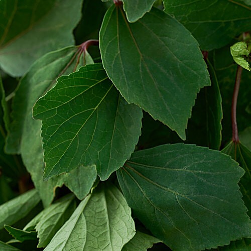 fresho! Gongura Leaves/Pulicha - Cleaned, without roots, 500 g  Bitter & Refreshing Acidic Taste