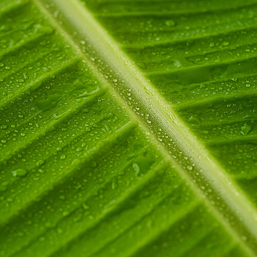 fresho! Banana Leaf, 1 pc  