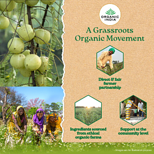 Organic India Tulsi Green Tea Classic, 43.5 g (25 Bags x 1.74 g each) 