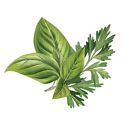 BIOTIQUE Basil And Parsley - Soap, 150 g Carton 