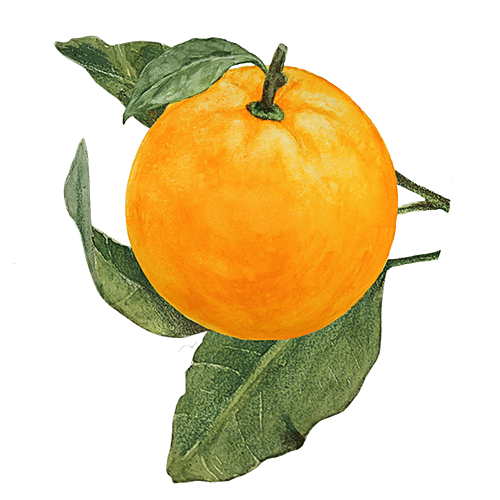 BIOTIQUE Orange Peel - Soap, 150 g Carton 