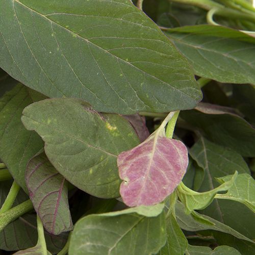Fresho Amaranthus - Red Cleaned, without roots, 250 g  Highly Nutritious