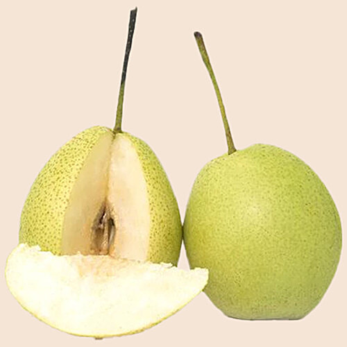 fresho! Indian Nakh Pear, 1 kg  Rich in Vitamin C, K