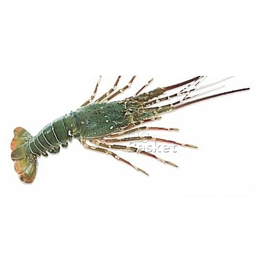 Buy fresho! Lobster Baby Online at Best Price of Rs 3275 bigbasket