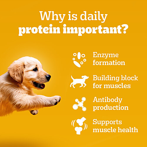 Pedigree Puppy Wet Dog Food - Chicken Chunks In Gravy, 70 g Pouch Complete & Balanced Meal