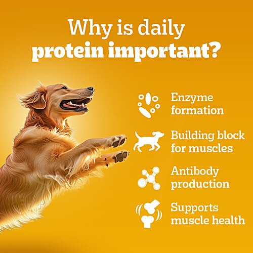 Pedigree Chicken & Liver Chunks In Gravy Adult Wet Dog Food, 70 g  Healthy Muscles & Bones, Protein & Calcium, Healthy Digestive System, Dietary Fibre