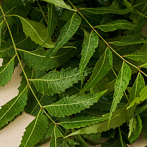 fresho! Neem Leaves - Organically Grown, 250 g  