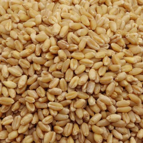 BB Royal Wheat - Sihor, 5 kg Pouch Good Source of Iron & Calcium