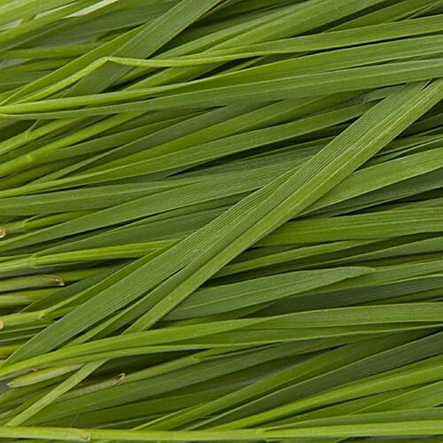 Fresho Wheat Grass - Organically Grown, 20 g  