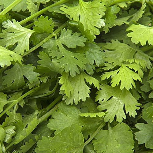 Buy Fresho Coriander Leaves Chopped 100 Gm Online At Best Price of Rs
