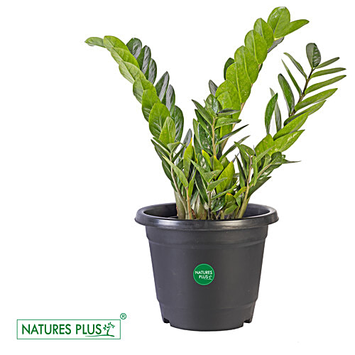 Natures Plus Nursery Pot - Black, 1 pc Strength & Durability