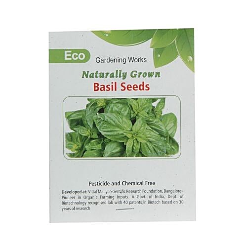 Buy Eco Naturally Grown Italian Basil Seeds 50 Seeds Pouch Online At