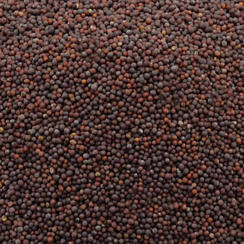 bb Royal Mustard/Sasive/Rai - Small, 500 g  