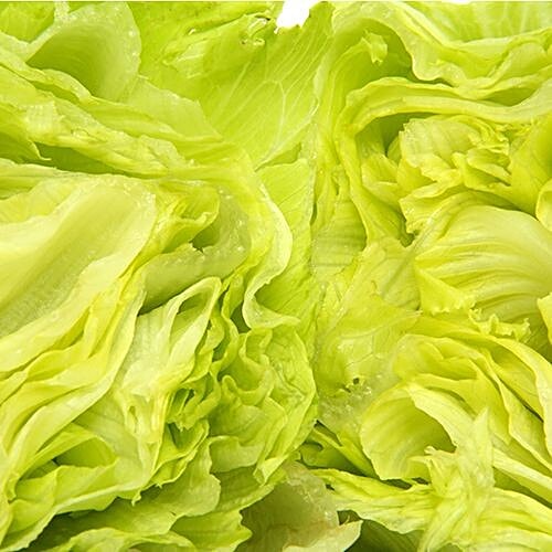 Fresho Lettuce Iceberg - Organically Grown, 1 kg  