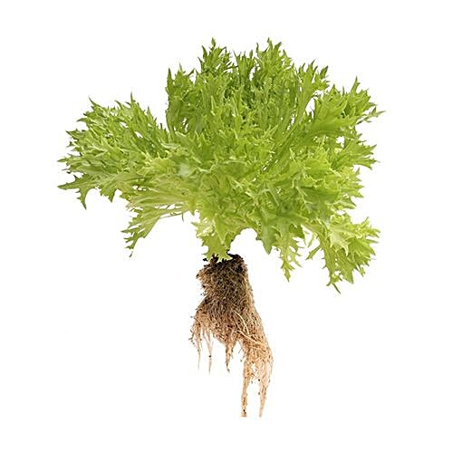 fresho! Lettuce - Lollo Rosso Green, Organically Grown, 1 pc  