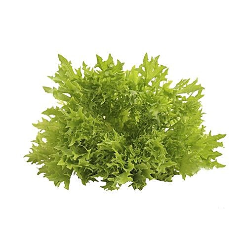 fresho! Lettuce - Lollo Rosso Green, Organically Grown, 1 pc  