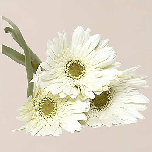 fresho! Gerbera Flowers - White, 1 pc  