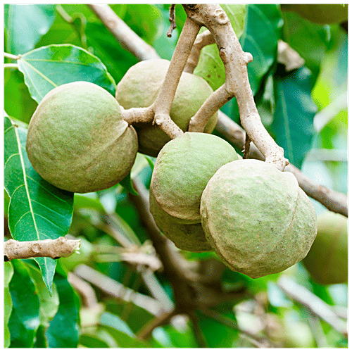 OGX Hydrate & Defrizz + Kukui Oil Shampoo, 385 ml  Sulfate Free Surfactants