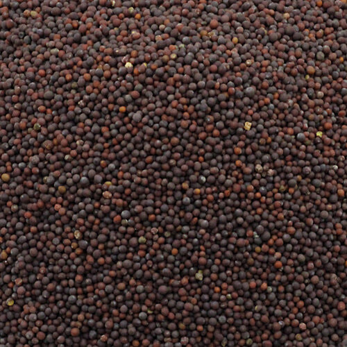 bb Popular Mustard/Sarso/Rai - Small, 100 g  