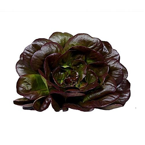 Buy fresho! Lettuce Red Butterhead With Roots Online at Best Price of