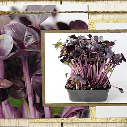 Buy fresho! Microgreens Red Radish, Living Plant Online at Best Price