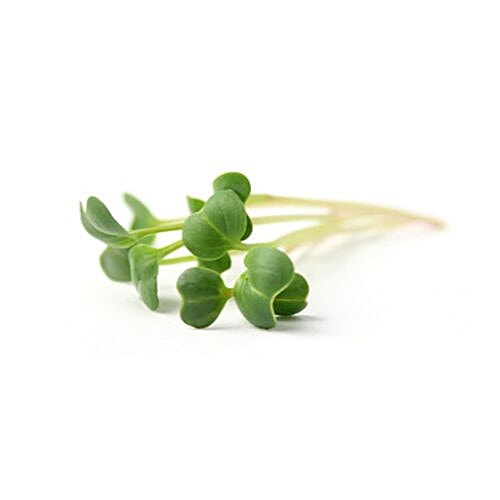 Buy fresho! Microgreens Green Radish (living plant) Online at Best