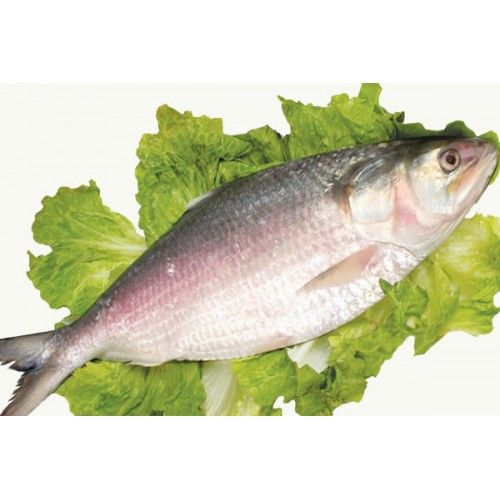 Buy Fresho Kolkata/Bengali Hilsa Fish - Cut Pieces, Large Online