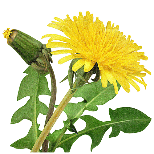 BIOTIQUE Bio Dandelion Ageless Lightening Serum - New, 190 ml  