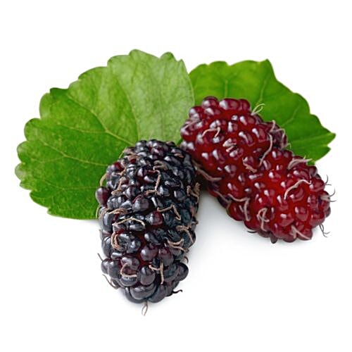 Buy fresho! Mulberry Online at Best Price of Rs 97 bigbasket