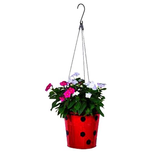 Buy Trust Basket Planter - Dotted, Round, With Hanging Wire Rope, Red Online  at Best Price of Rs null - bigbasket
