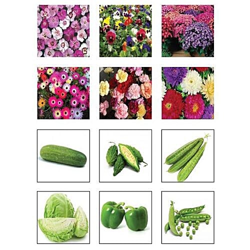 Buy Trust Basket Seeds Kit Winter Vegetable Flower 1 Pc Online At Best