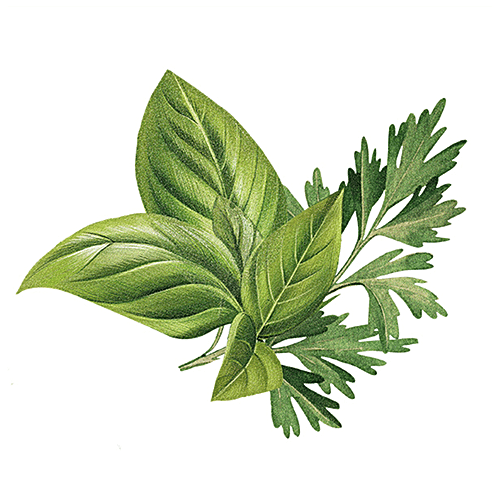 BIOTIQUE Basil & Parsley Body Cleanser, 75 g (Pack of 3) 