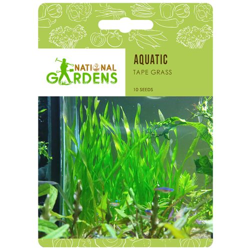 National Gardens Tape Grass Aquatic Plant Seeds, 10 Seeds  Highest Quality, Hand - Picked