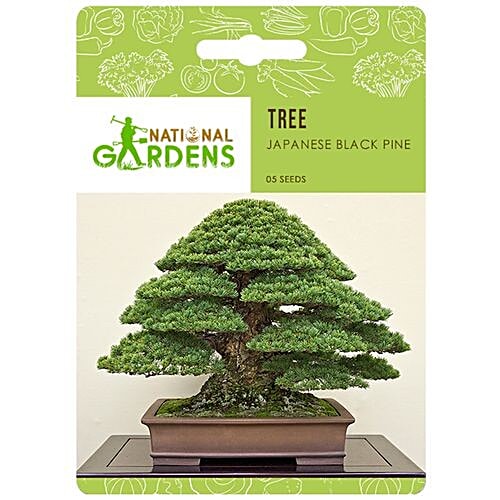 National Gardens Japanese Black Pine Bonsai Seeds, 05 Seeds  Highest Quality, Hand - Picked