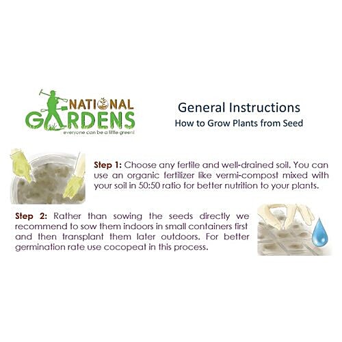 National Gardens Foxglove Flower Seeds, 100 Seeds  Highest Quality, Hand - Picked