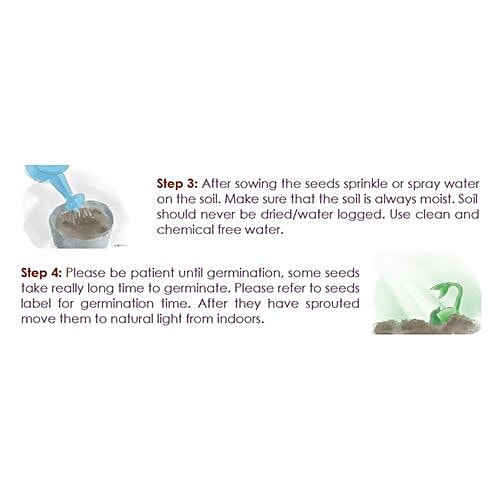 National Gardens Foxglove Flower Seeds, 100 Seeds  Highest Quality, Hand - Picked